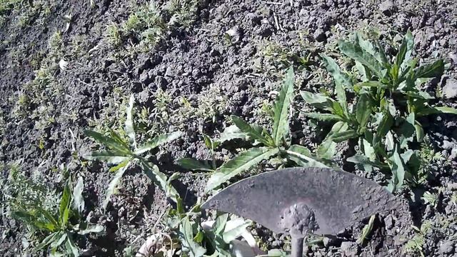 Сорняки колючки