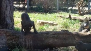 Зоопарк Zoo - обучающее видео для детей, животные и птицы Карточки Домана - обучение чтению