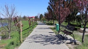 Мукачево Весна Сакура цветёт.