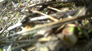 Cat with GoPro eating a lizard!