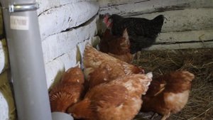 Куры. Адаптация