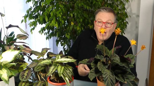 Calathea crocata, le calathéa que l'on achète pour ses fleurs et que l'on garde pour ses feuilles. смотреть онлайн