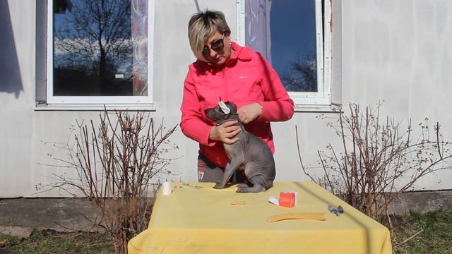 ставим уши щенку !!! смотреть онлайн