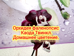 Орхидея фаленопсис Каода Твинкл. Домашнее цветение.