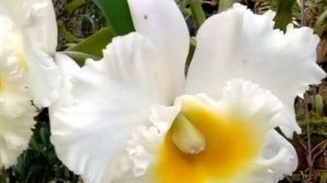 Cattleya siam white