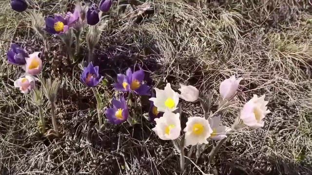 Казахстан. Весна. В окрестностях Темиртау цветёт сон-трава. смотреть онлайн