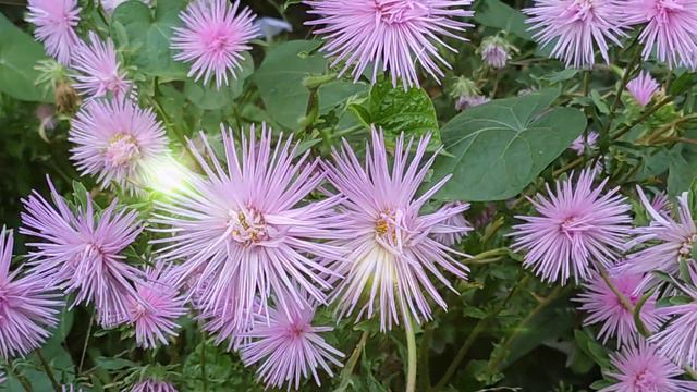 Добрый вечер! Спокойного отдыха! смотреть онлайн