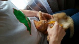 Как надеть Шлейку на БЕШЕНУЮ КОШКУ!