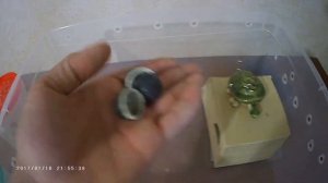 Содержание прыткой ящерицы в домашних условиях