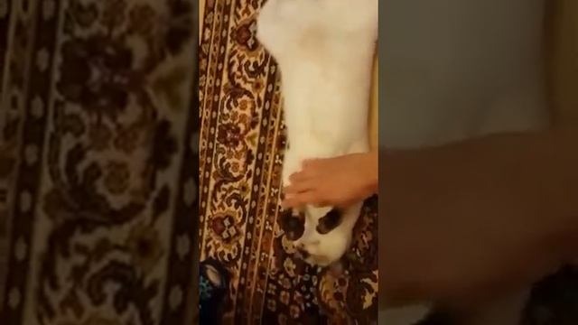 Необычный хвост у кошки смотреть онлайн