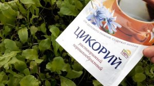 Руккола. Свои семена,всхожесть 100%.Руккола салат.