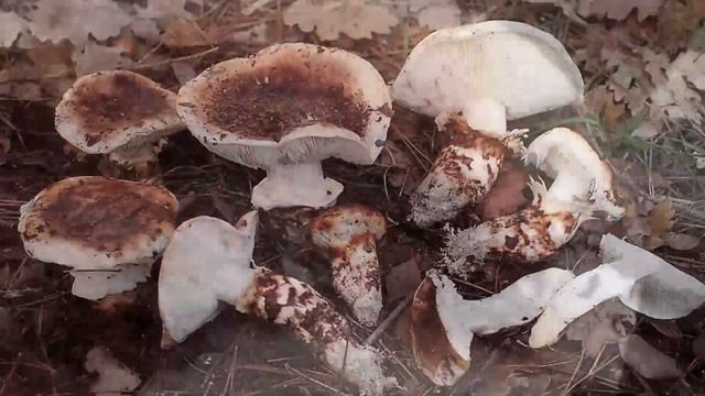 Tricholome chaussé (Tricholoma caligatum) смотреть онлайн