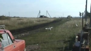 Гуси летают