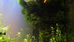 Мох феникс Phoenix moss (Fissidens fontanus)