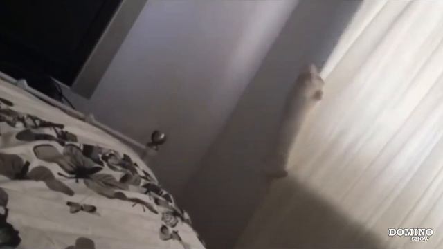 15 УПОРОТЫХ И ЗАХЕРНЫХ КОТОВ, ПОРВАВШИХ ИНТЕРНЕТ смотреть онлайн