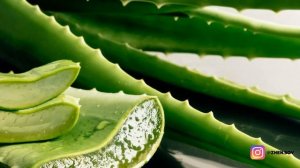 УДИВИТЕЛЬНЫЕ ПРЕИМУЩЕСТВА АЛОЭ ВЕРА! ТЕПЕРЬ ВЫ НЕ БУДЕТЕ ТРАТИТЬ ДЕНЬГИ НА РАЗЛИЧНЫЕ ЛЕКАРСТВА!