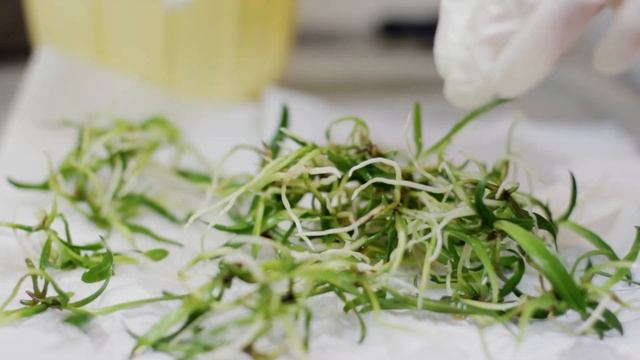 Как размыть фласку с орхидеями? Весь процесс от А до Я. Сеянцы каттлеи