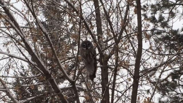Просто сова в Центральном парке смотреть онлайн