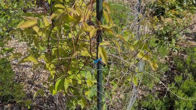 June Weeding | Clematis and Rose Care | Featuring the Front Yard смотреть онлайн