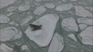 Лахтаки в бухте Провидения