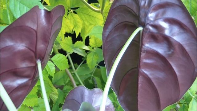 Алоказия Рэд Секрет купить смотреть онлайн