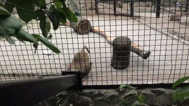 Чудная обезьянка изучает и лакомится картошкой! A wonderful monkey studies and feasts on potatoes! смотреть онлайн