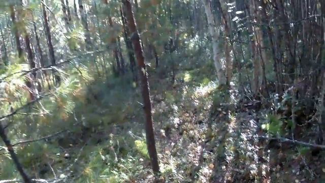 Тихая охота! _2018год смотреть онлайн