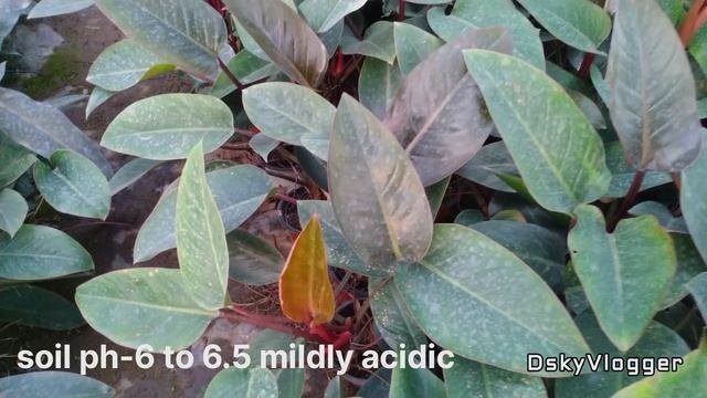 Philodendron Erubescens Imperial Red Guide @dimorianskyvlogger
