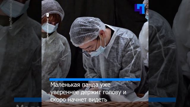 Детенышу панды Диндин из Московского зоопарка исполнилось два месяца смотреть онлайн