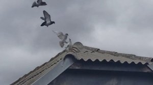 ТРЕНИРОВКА ПОЧТОВЫХ ГОЛУБЕЙ В СИЛЬНЫЙ ВЕТЕР.