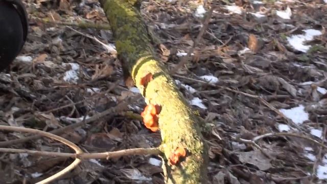 За грибами в январе. смотреть онлайн