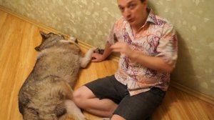 HOME WOLF. Correct training || Домашний волк Макс. О воспитании Макса