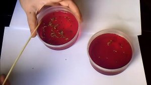 Подготавливаем АСТРЫ к посеву / Как нас ДУРЯТ с семенами? Часть 1 / Elena Pero