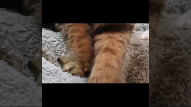 Ваши #ОхужэтиХвостики!