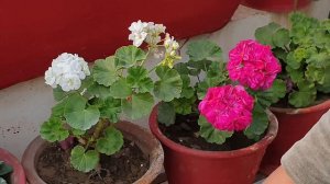 Geranium Care Tips || How to Grow and Care Geranium Plant  ||  Fun Gardening