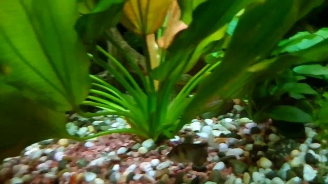 Эхинодорус Розе. Особенность размножения 2. Echinodorus Rose. The feature of reproduction 2. смотреть онлайн