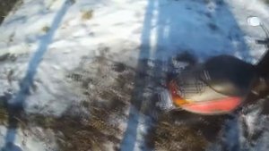 Купил скутер в 14 лет! Honda Tact Af 51