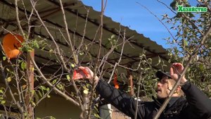 Как правильно обрезать сливу (косточковые)?