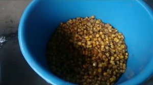 Как приготовить ферментированную кукурузу для ловли сазана