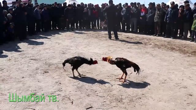 Шымбай. Наурыз салтанатлары. Shimbay.  Nawriz saltanatlari