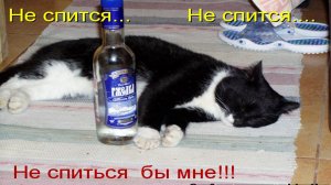 Подборка приколов! Я ржал до слез ? 5 Минут смеха  2023 Смешные видео - Лучшие ПРИКОЛЫ