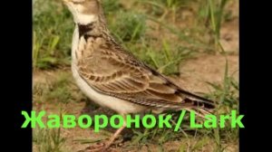 Степной жаворонок Джурбай/steppe bird #5