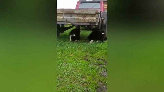 Наши РЕЛ в Амурской обл. смотреть онлайн