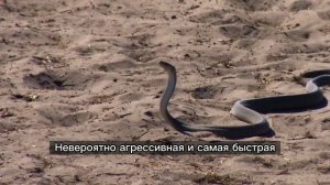 Змея Пытается Съесть Льва | Лев против Черной Мамбы. The snake kills the lion and tries to eat it.