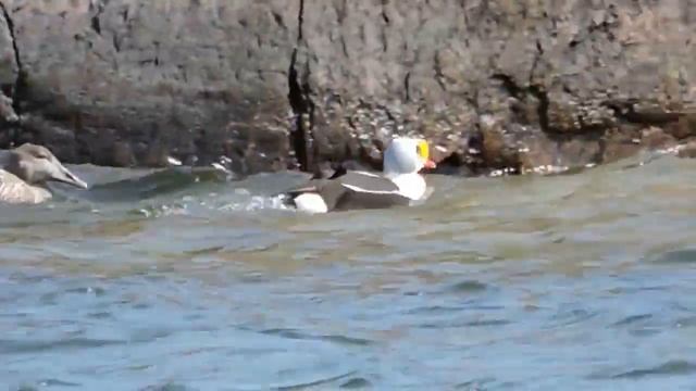 Эти Дикие Утки Являются Самыми Необычными в Мире смотреть онлайн