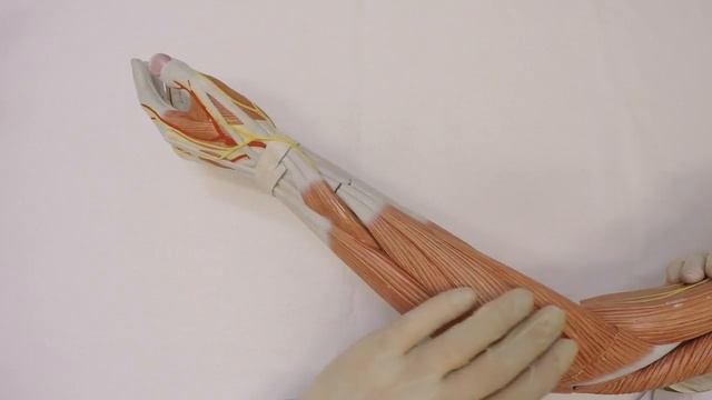 Мышцы предплечья