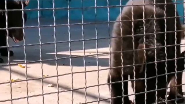 Парк львов "Тайган" (все животные и статуи) смотреть онлайн