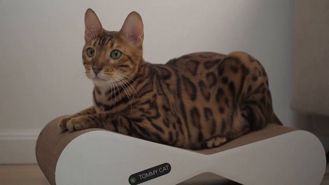 Когтеточка-лежанка из картона Cтик от Tommy Cat смотреть онлайн