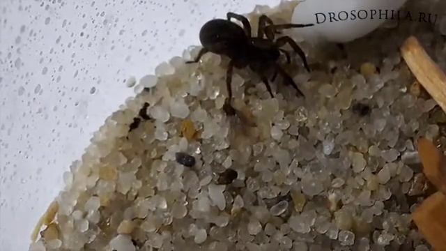 Паук-волк ест Дрозофил смотреть онлайн