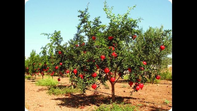 POTASSIUM SULPHATE 0-0-50 | SULPHATE OF POTASH| FULL DETAILS IN TELUGU|FUTURE TECH AGRICULTURE смотреть онлайн